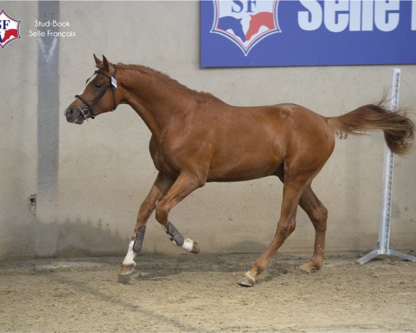 horse Easy Boy Melp (Selle Français, 2014, from Arko III)