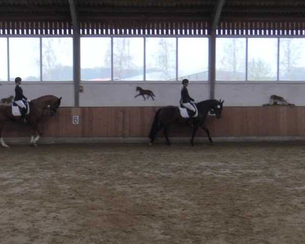 Reitturnier Werne 2025