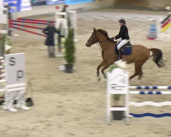 Reitturnier Schaffhausen 2025