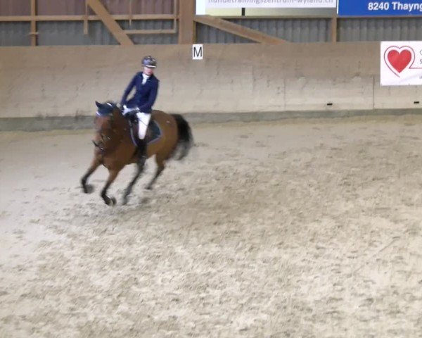 Reitturnier Schaffhausen 2025