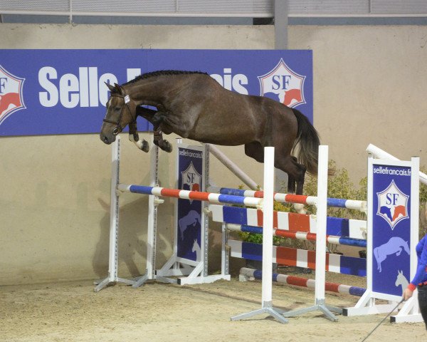 horse Dix Deder (Selle Français, 2013, from Old Chap Tame)