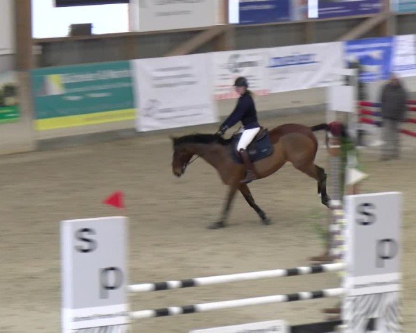 Reitturnier Schaffhausen 2025