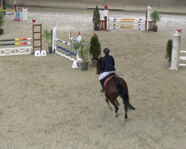 Reitturnier Schaffhausen 2025