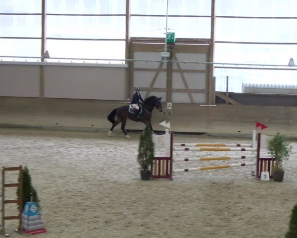 Reitturnier Schaffhausen 2025