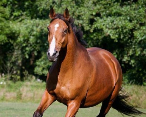 broodmare Jade des Fontaines (Selle Français, 1997, from Jus de Pomme)