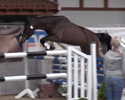 Pferd Calici (Rheinländer, 2014, von Cachassini)