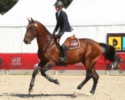 stallion Coupd'Coeur D'Euskadi (Selle Français, 2012, from Diamant de Semilly)