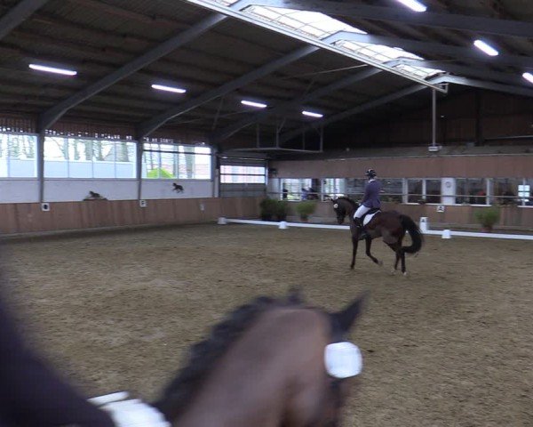 Reitturnier Werne 2025