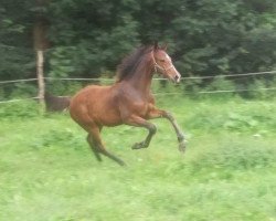 jumper Pikeur Casallou (German Sport Horse, 2017, from Cassoulet)