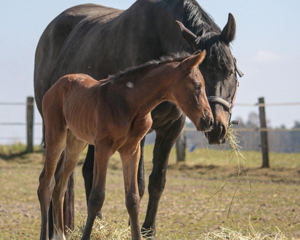 Pferd Zarah G (Hannoveraner, 2022, von Blue Hors Zackerey)