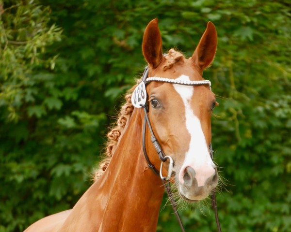 horse Fiorella HM (Rhinelander, 2020, from Felissimo)