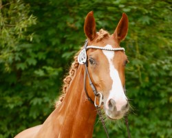 horse Fiorella HM (Rhinelander, 2020, from Felissimo)