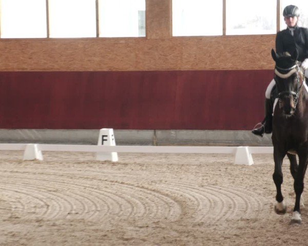 Reitturnier Balingen 2025