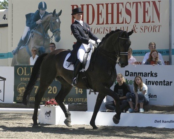 stallion FALDGARDENS PERWOY (Danish Warmblood, 1995, from Leuthen I) stallion FALDGARDENS PERWOY (Danish Warmblood, 1995, from Leuthen I)