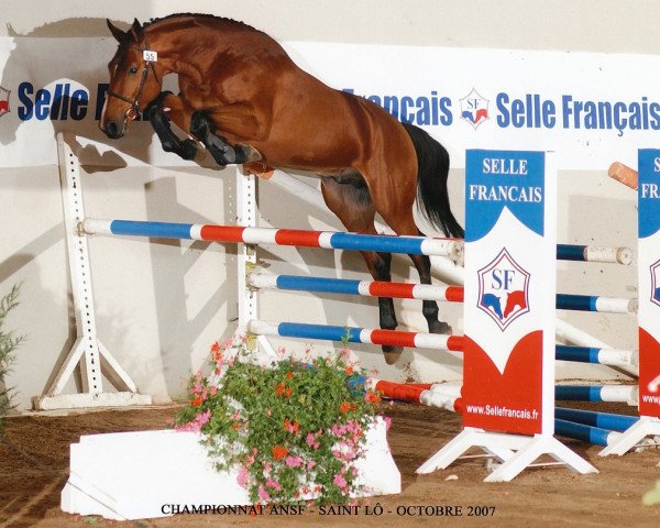 stallion Quel Amour D'Euskadi (Selle Français, 2004, from Dollar du Murier)