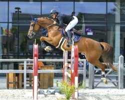 Horse Oli'Wood des Arsys (Belgian Warmblood, 2014)