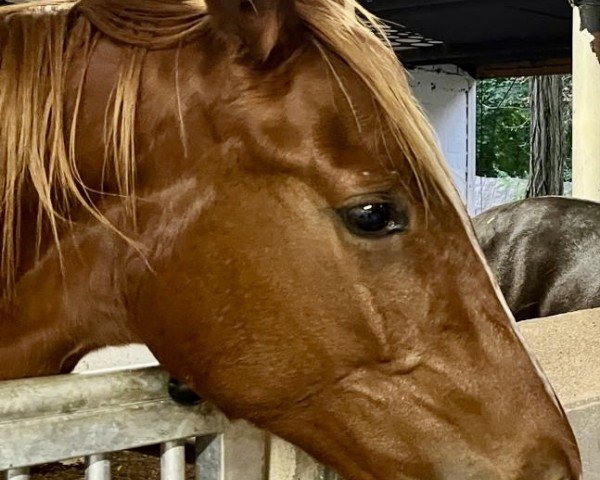 Pferd Federica (Oldenburger, 2023, von Fürst Toto)