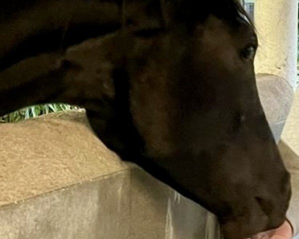 horse Jovita Saphira J (Oldenburg, 2023, from Juwel)