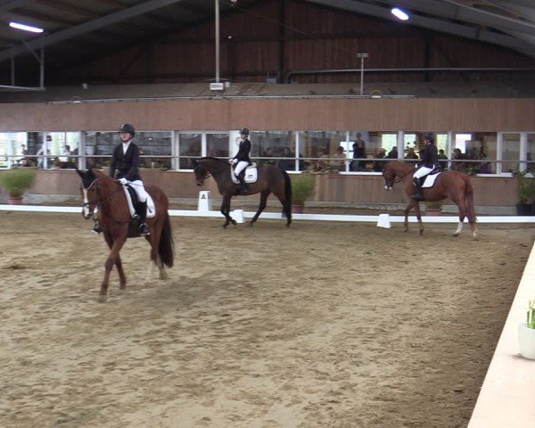 Reitturnier Werne 2025