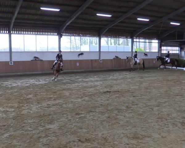Reitturnier Werne 2025