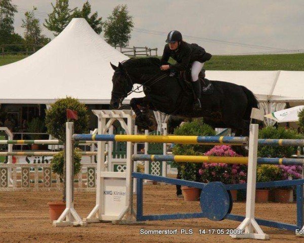 Pferd Zywago (Polnisches Warmblut,  , von Lavendel)