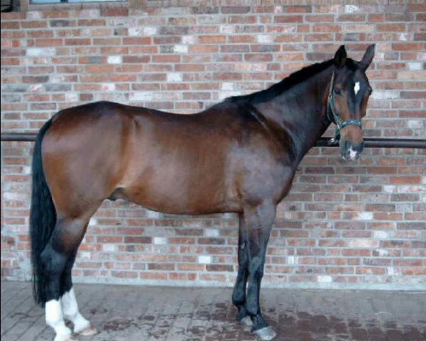 horse Ascan S (Hanoverian, 1983, from Atatuerk) horse Ascan S (Hanoverian, 1983, from Atatuerk)