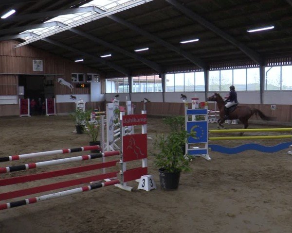 Reitturnier Werne 2025
