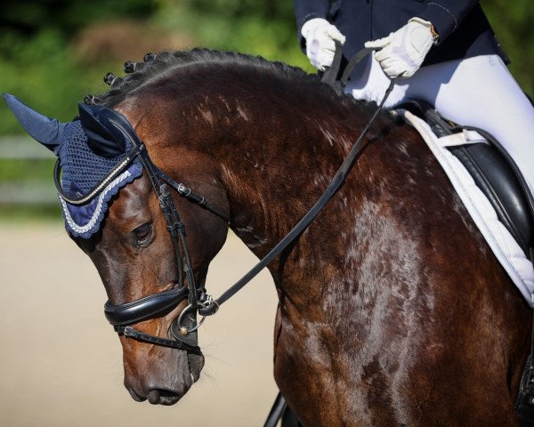dressage horse Destino 103 (Oldenburg, 2013, from Diar Noir)