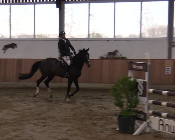 Reitturnier Werne 2025