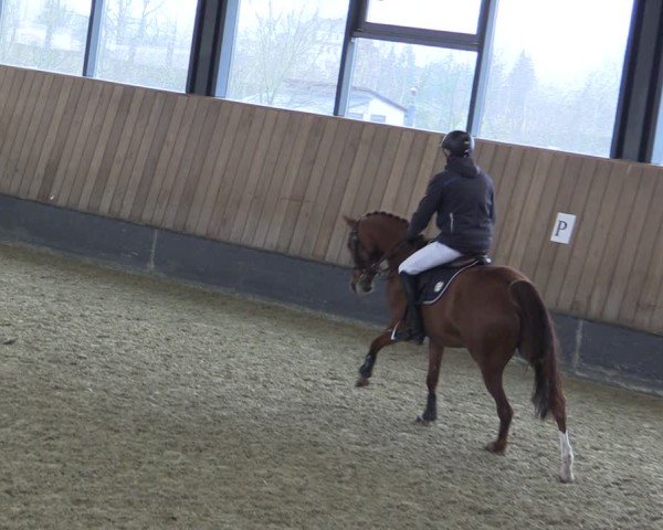 Reitturnier Zwickau 2025