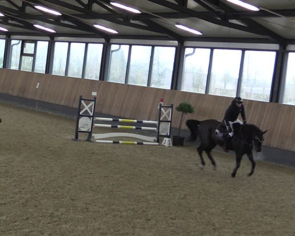 Reitturnier Zwickau 2025