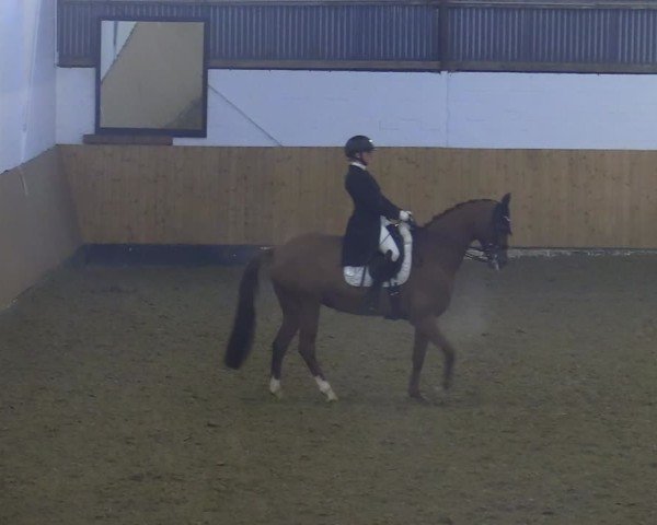 Reitturnier Datteln 2025