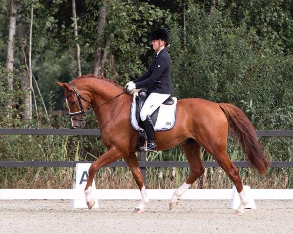 Pferd Cullinan (KWPN (Niederländisches Warmblut), 2015, von Estoril)