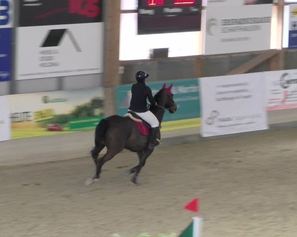 Reitturnier Schaffhausen 2025