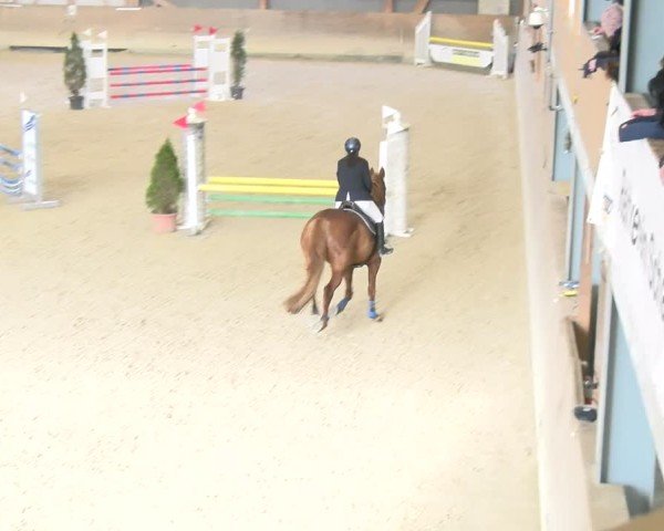 Reitturnier Schaffhausen 2025