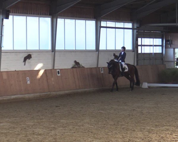 Reitturnier Werne 2025