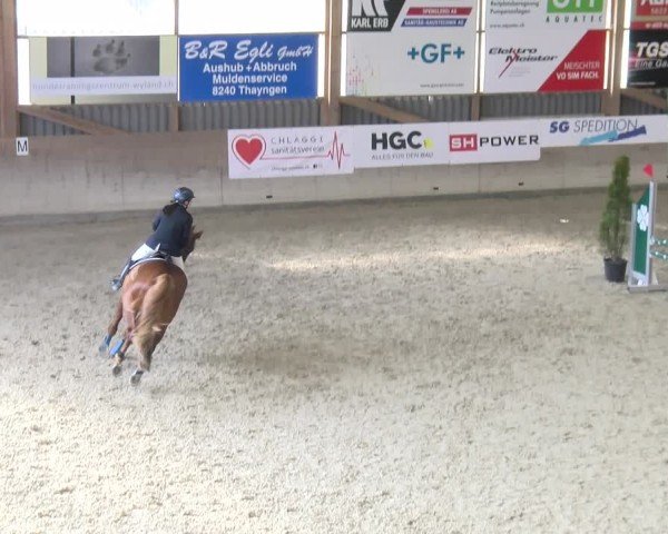 Reitturnier Schaffhausen 2025