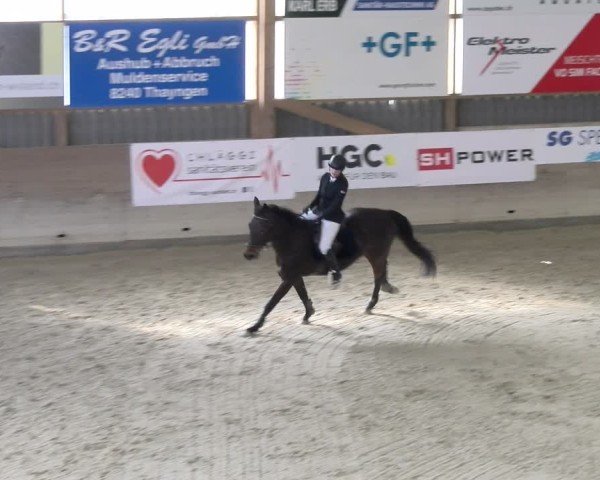 Reitturnier Schaffhausen 2025