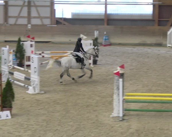 Reitturnier Schaffhausen 2025