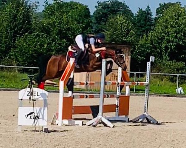 jumper Mandolana (German Riding Pony, 2014, from Bon Jovi)