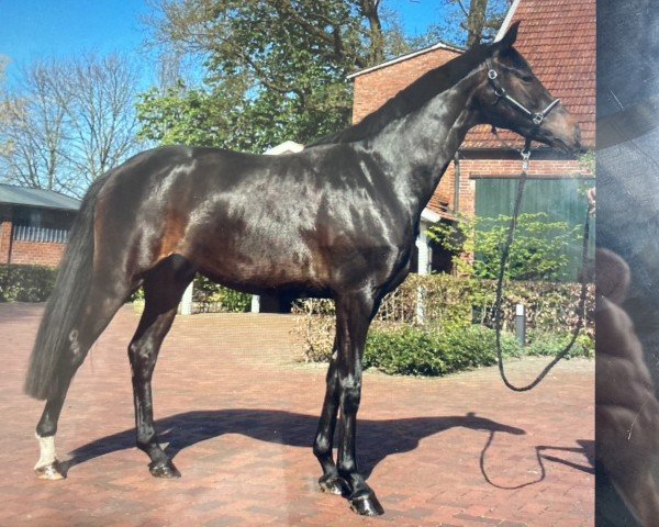horse La belle du jour (Oldenburg, 2020, from La Vie)