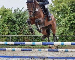 jumper Holiday 92 (Holsteiner, 2015, from Kannan)
