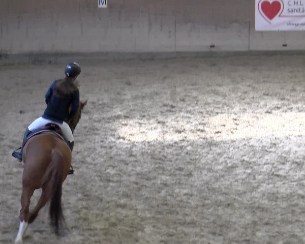 Reitturnier Schaffhausen 2025