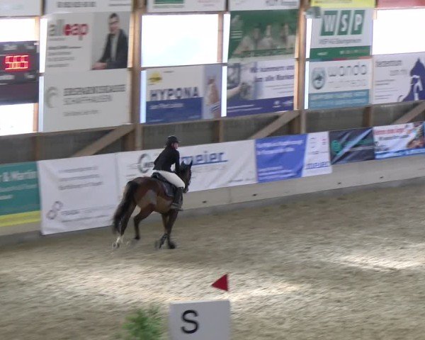 Reitturnier Schaffhausen 2025