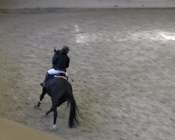 Reitturnier Schaffhausen 2025