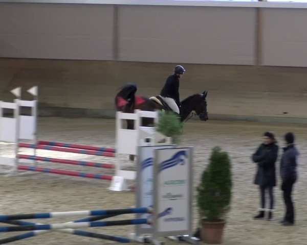 Reitturnier Schaffhausen 2025