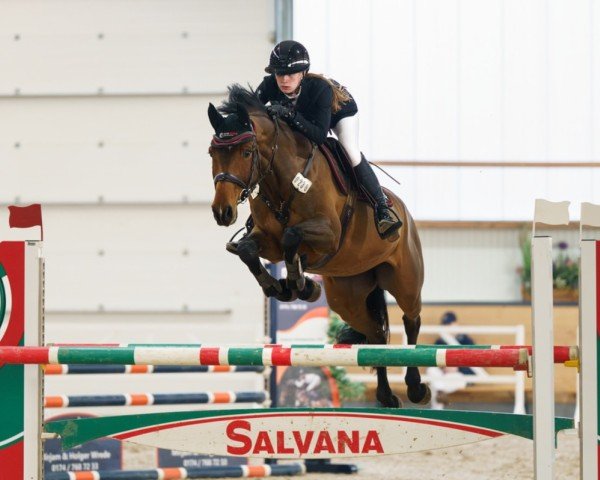 broodmare Dubi Dam Dam (Westphalian, 2018, from Clarimo Ask)