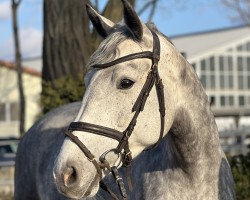 jumper Norderney N (Holsteiner, 2020, from Cancara)