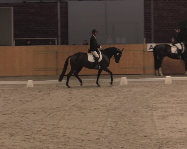 Reitturnier Güstrow/Cavallo Arena 2021