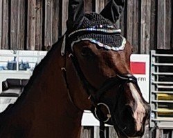 Dressurpferd Bohemian Bardolina (Deutsches Sportpferd, 2021, von Bohemian)